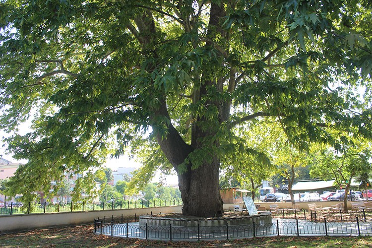 547 yıllık ağaç, serinlemek isteyenlerin uğrak noktası oldu