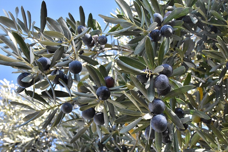Gemlik zeytini, 30 bin çiftçinin geçim kapısı oluyor