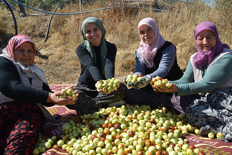Manisa'da kadınların hünnap mesaisi başladı
