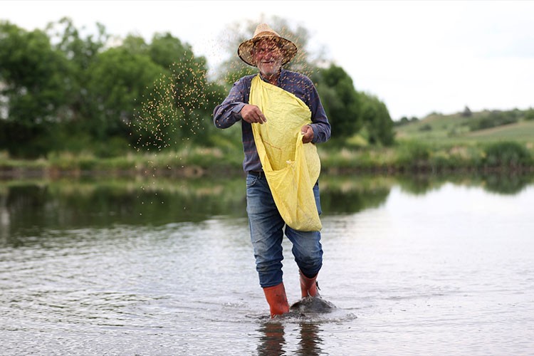 Trakya'da meşakkatli çeltik mesaisi başladı
