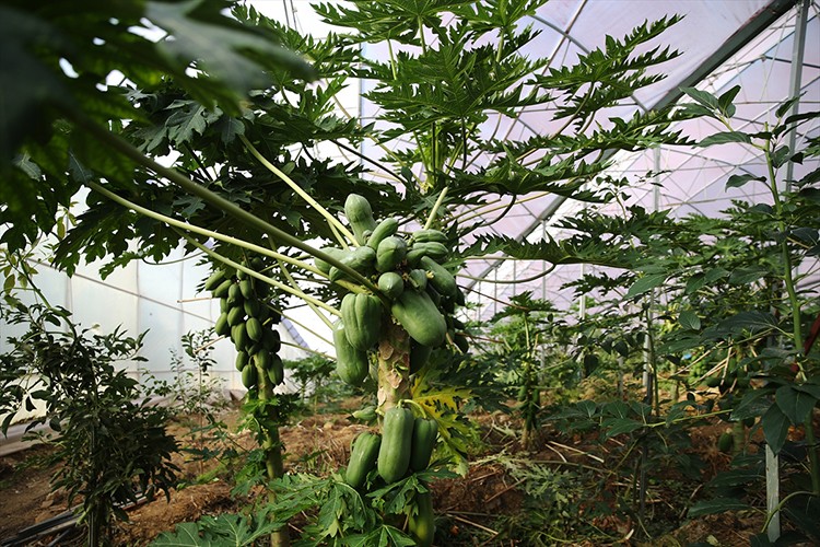 Alanya'da üretilen papaya yurt dışından talep görüyor