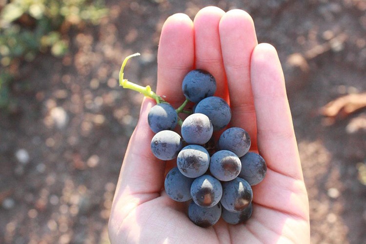 Kalecik karası güzelliğe mayalandı