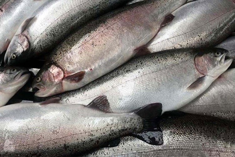 Doğu Karadeniz'in 10 aylık somon ihracatı yüzde 19 arttı