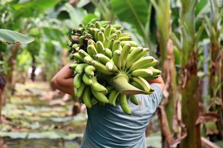 Muz üretimi %32,8 arttı 728 bin tona ulaştı