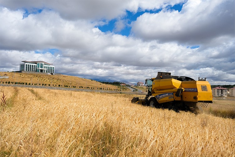 Kavılca buğdayını yeniden yeşertildi
