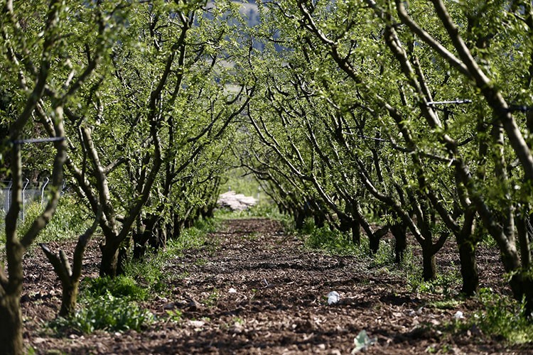 Don. onrası su kaybını giderici önlemler alınması öneriliyor