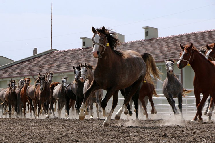 TİGEM 30 safkan Arap koşu tayı satacak