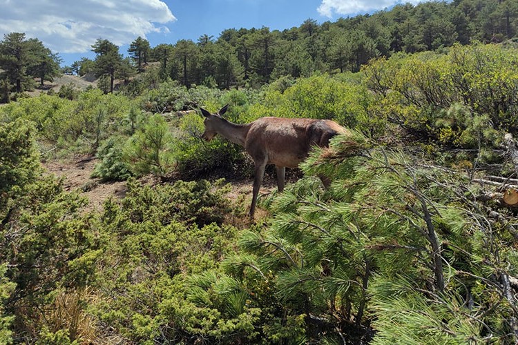 Salda Gölü çevresinde kızıl geyik yavrusu görüldü