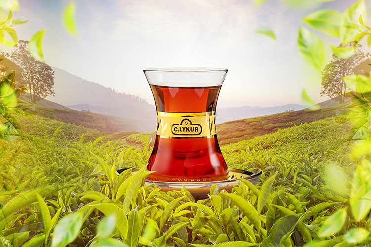 ÇAYKUR'un üçüncü sürgün yaş çay alımı sürüyor