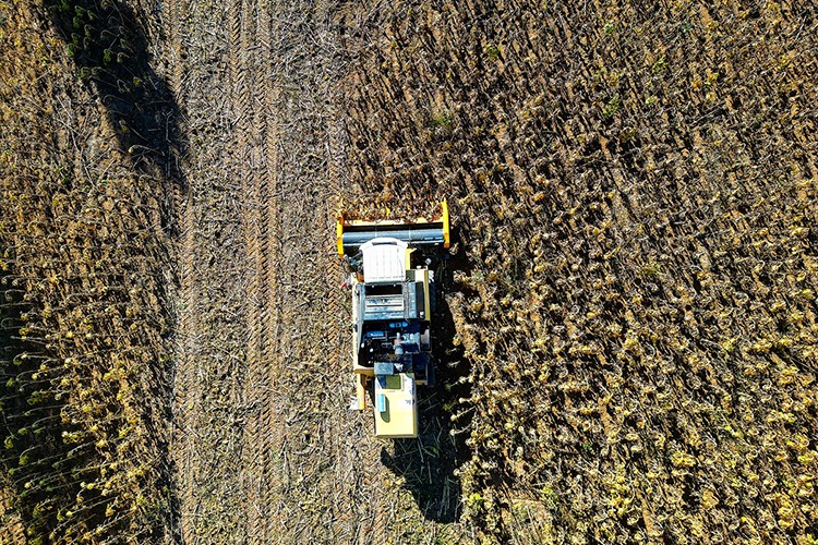 Ayçiçeğinde rekor ekim alanı