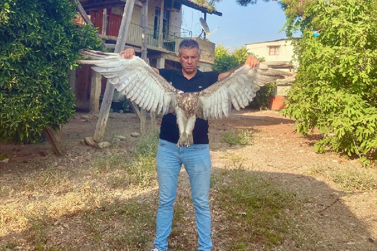 Adana'da yaralı kartal tedaviye alındı