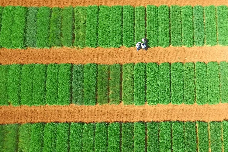 Yerli buğday sevinci