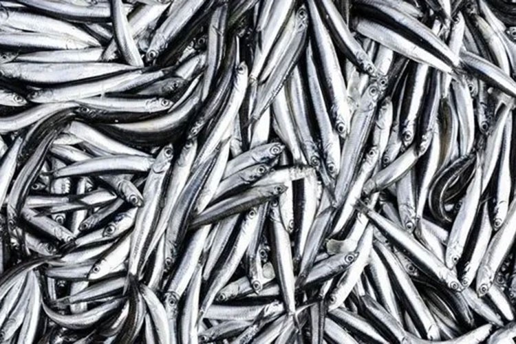 Türkiye'nin 10 aylık hamsi ihracatı 12,3 milyon doları aştı