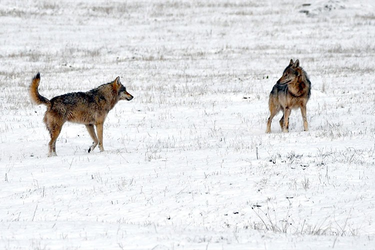 Kars'ta kurtlar ve kızıl tilkiler karlı arazide yiyecek ararken görüntülendi