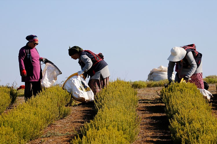 Kocaeli'de kuraklıktan etkilenmeyen biberiyenin hasadına başlandı