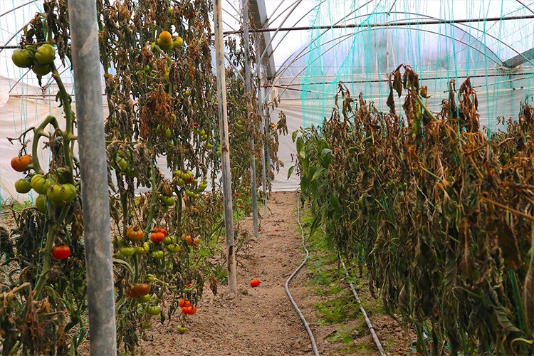 Hatay'da bazı tarım alanları zirai dondan etkilendi