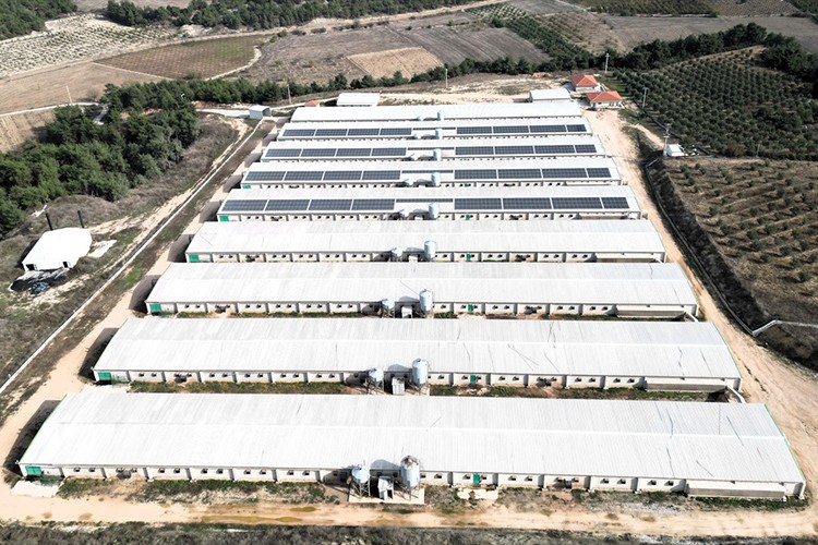 Tavukçuluk tesisinin çatısına GES kurdular