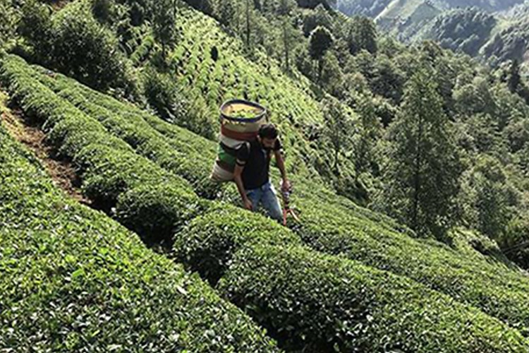 Yaş çay alım fiyatı belirlendi