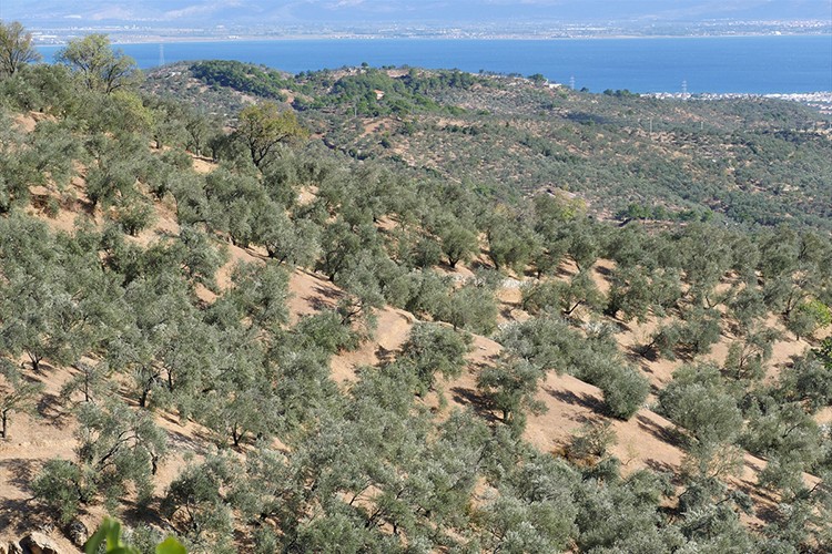 Zeytinin "yok yılı"ndan "var yılı"na