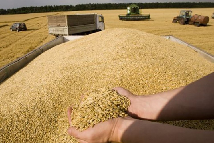 Hindistan ihracatı yasakladı, buğday fiyatı tavan yaptı
