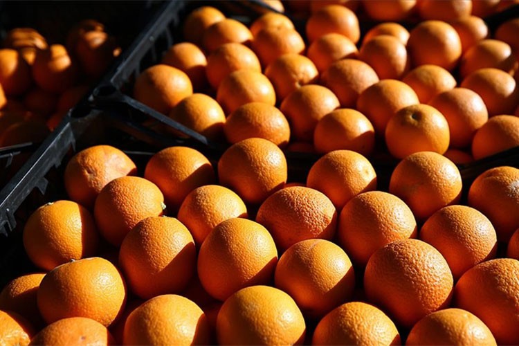 Narenciye ihracatı 1 milyar 46 milyon 128 bin dolar getirdi