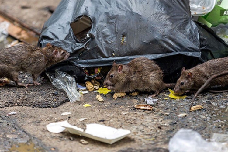 Küresel ısınma, şehirlerdeki fare sayısını artırıyor