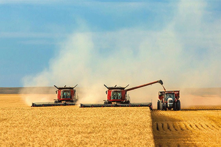 Rusya tarım sezonunda 56 milyon ton tahıl ihracatı hedefliyor