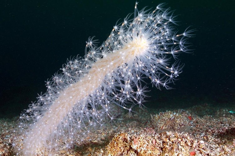 İzmit Körfezi'nde 'deniz kalemi' görüntülendi