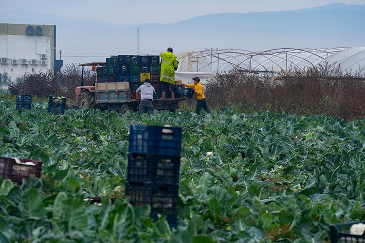 İzmir'in kışlık sebze tarlalarında hasat telaşı yaşanıyor