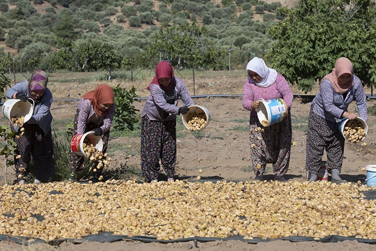 Aşırı sıcaklar kuru incirde hasadı öne çekti