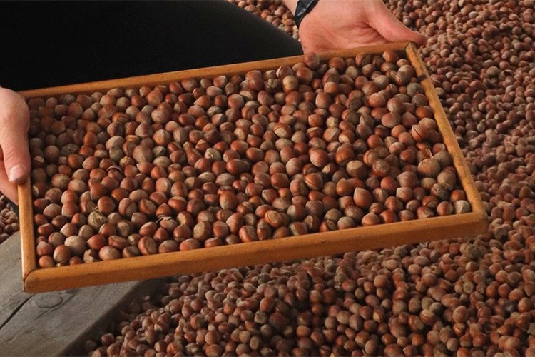 33 bin tonu aşkın fındık işlem gördü