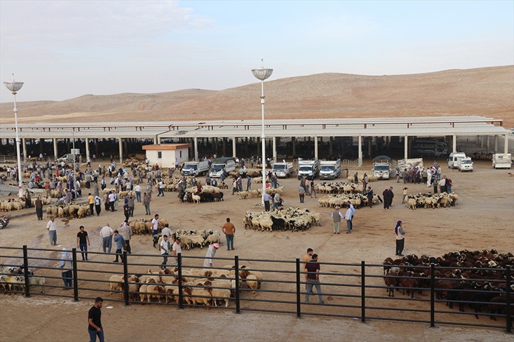 Hayvan pazarlarında Kurban Bayramı hareketliliği