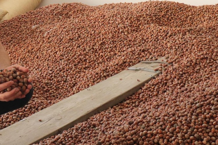 Ordu'da fındığın kilogramı 105 liradan işlem görüyor