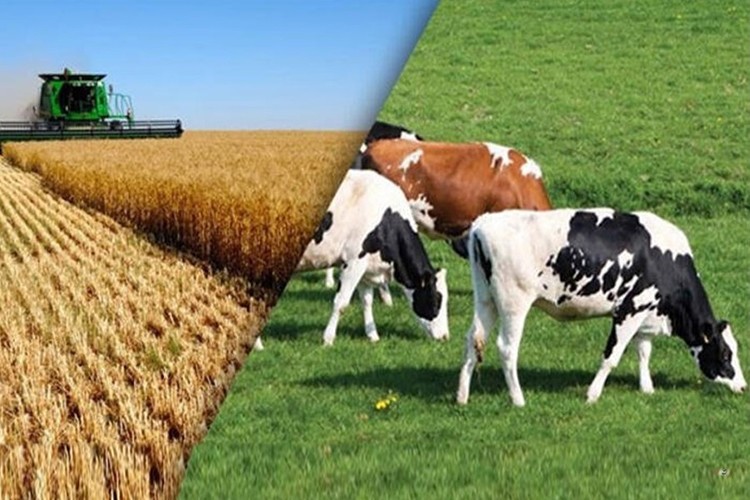 Hayvancılık, bitkisel üretim ve sulama yatırımlarına 2024'te öncelik verilecek