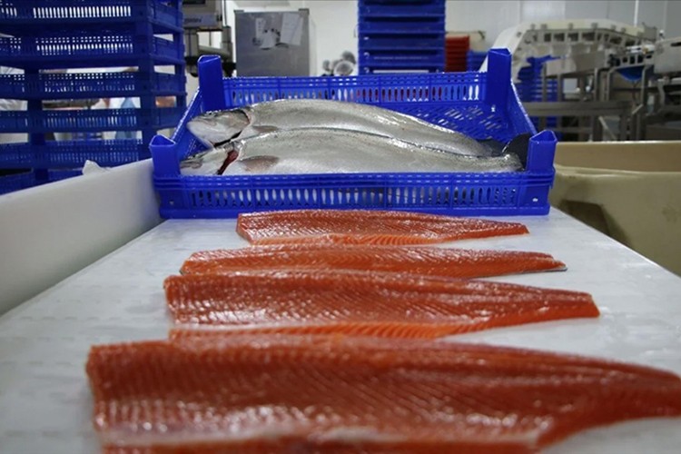 Türk somonu ihracatı yılın ilk çeyreğinde 91 milyon doları aştı