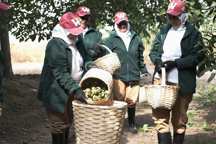 Türkiye tükettiği cevizin sadece üçte birini üretiyor