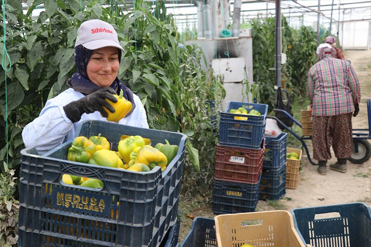 Kaliforniya biberi birçok ülkeye ihraç ediliyor