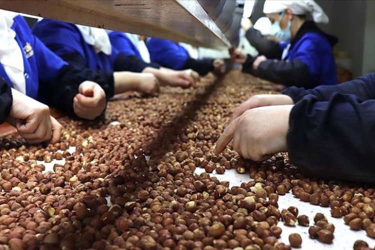 7 ayda 1,2 milyar dolarlık fındık ihraç ettik
