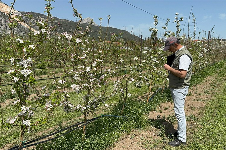 Isparta'da zirai dona karşı yerli çeşitler geliştiriliyor