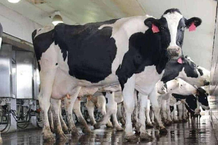 Süt üretiminde aksama olmayacak