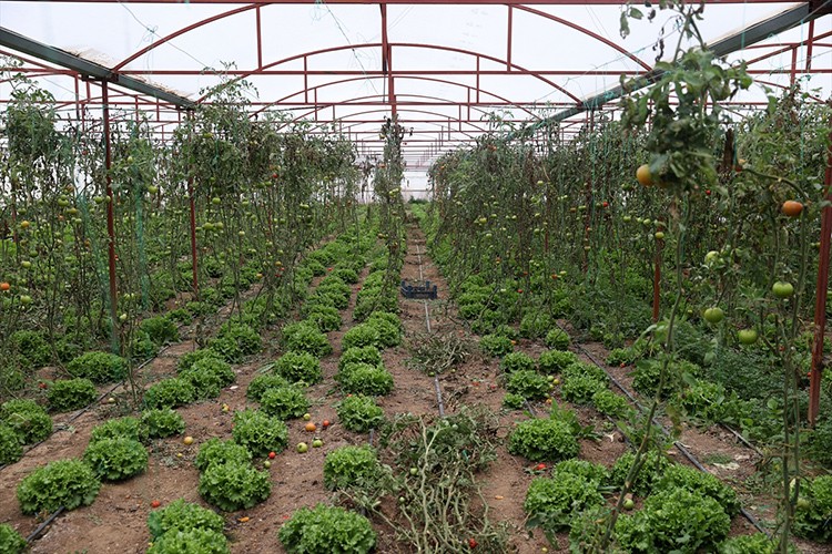 Bozkırın ortasına sera kurdu 40 ton domates hasat etti