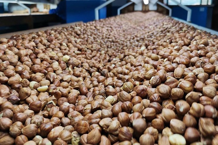 Fındık ihracatının yüzde 34'ü Trabzon'dan yapıldı