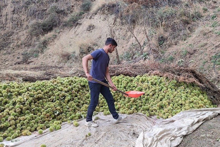 Kestanede yüksek rekolte beklentisi