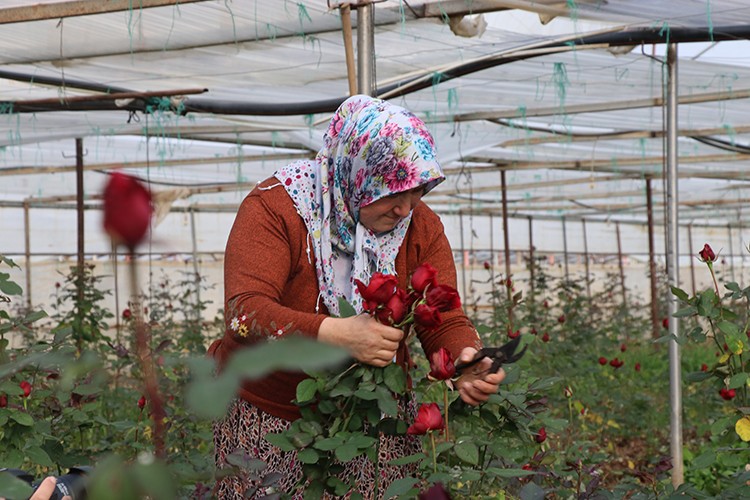 Gülleri kesmeden sattı