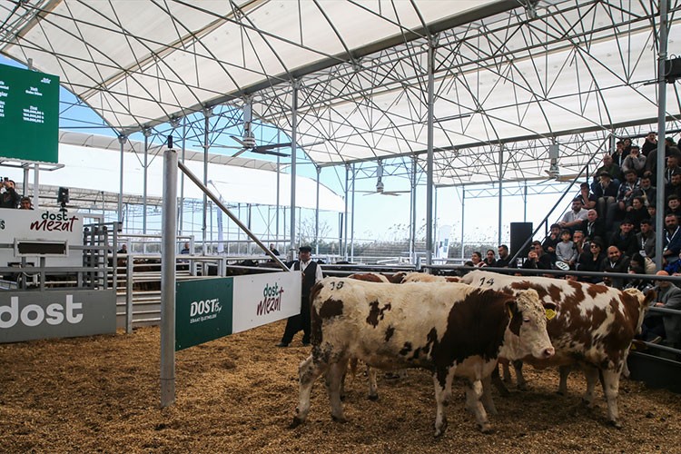 Hayvan mezatında üreticilere 295 büyükbaşın aracısız olarak satışı yapıldı