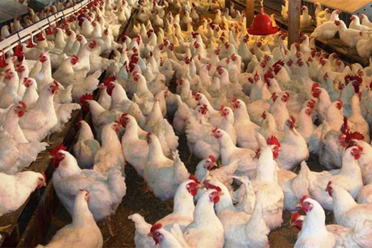 Tarım ve Orman Bakanlığından kuş gribi açıklaması: