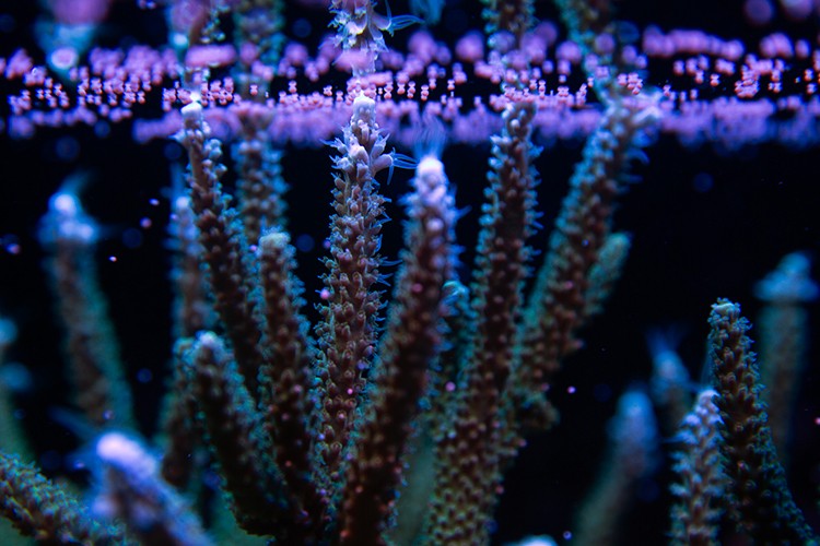 Mercan resiflerini yeniden hayata kazandırıyor