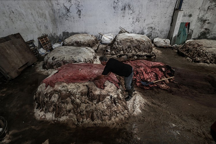 Gazze'de kurbanlık hayvanların derileri üretim için Batı Şeria'ya gönderiliyor