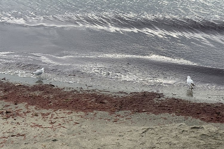 Tekirdağ'da sahilin bir kısmı kırmızı yosunla kaplandı
