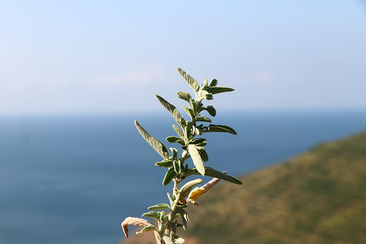 Adaçayı 7 ülkeye ihraç ediliyor